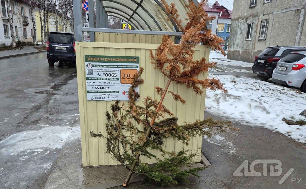 Вот почему зима не уходит: южносахалинцы до сих пор не выбросили новогодние елки 