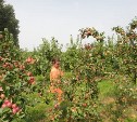 Плодовые сады появятся в Холмском, Корсаковском и Углегорском районах Сахалина