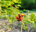 Последний день июня принесёт сахалинцам жару и немного дождя