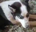 "Ненавидит многодетных": соседи ответили на обвинения в избиении сахалинки и отравлении собаки