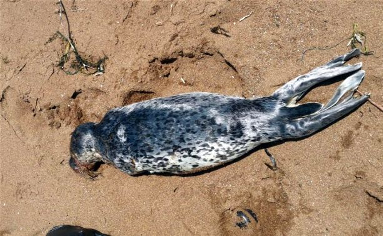 Сахалинцы нашли мёртвую маленькую нерпу на пляже в Пригородном