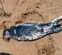 Сахалинцы нашли мёртвую маленькую нерпу на пляже в Пригородном
