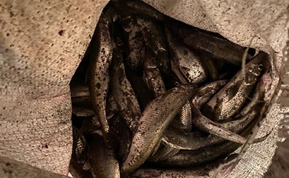 Сахалинец сетями и сачком наловил около 600 рыбин корюшки и симы, заработав на уголовное дело