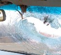 Фазан-камикадзе пробил лобовое стекло автомобиля