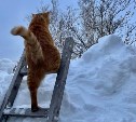 Голосуем за самое смешное животное в снегу: итоги первого тура и старт второго