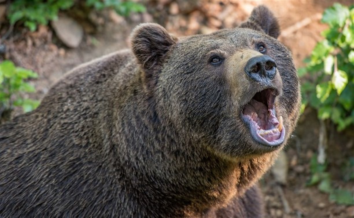 Медведь задрал женщину в Холмском районе