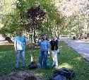 Проект "Посади свое дерево в парке"вдохновляет южносахалинцев пополнять зелёный фонд города