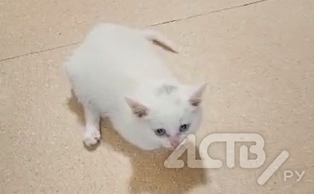 Сахалинка нашла на помойке котёнка с застрявшей в позвоночнике пулей