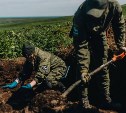 "Ценой своей жизни смог уничтожить гарнизон ДОТа": поисковики нашли на Шумшу останки нескольких бойцов