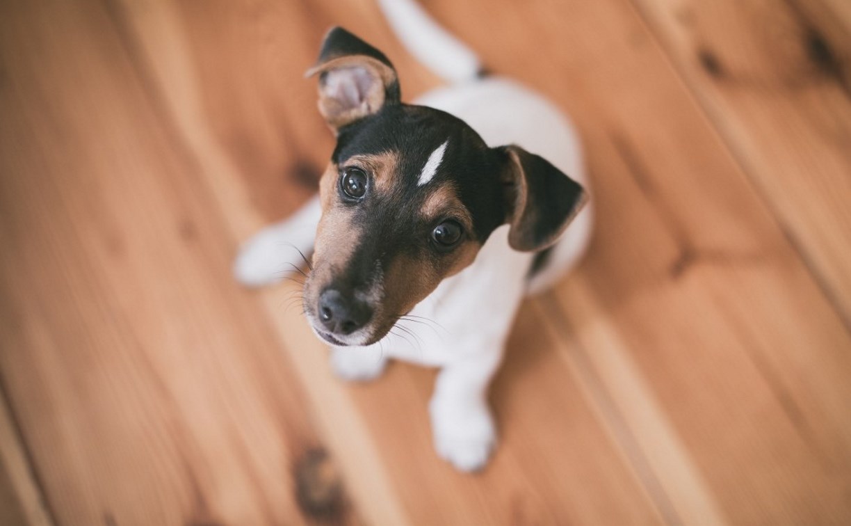 Автомобилиста, насмерть сбившего джека-рассел-терьера в Дальнем, ищет ГАИ