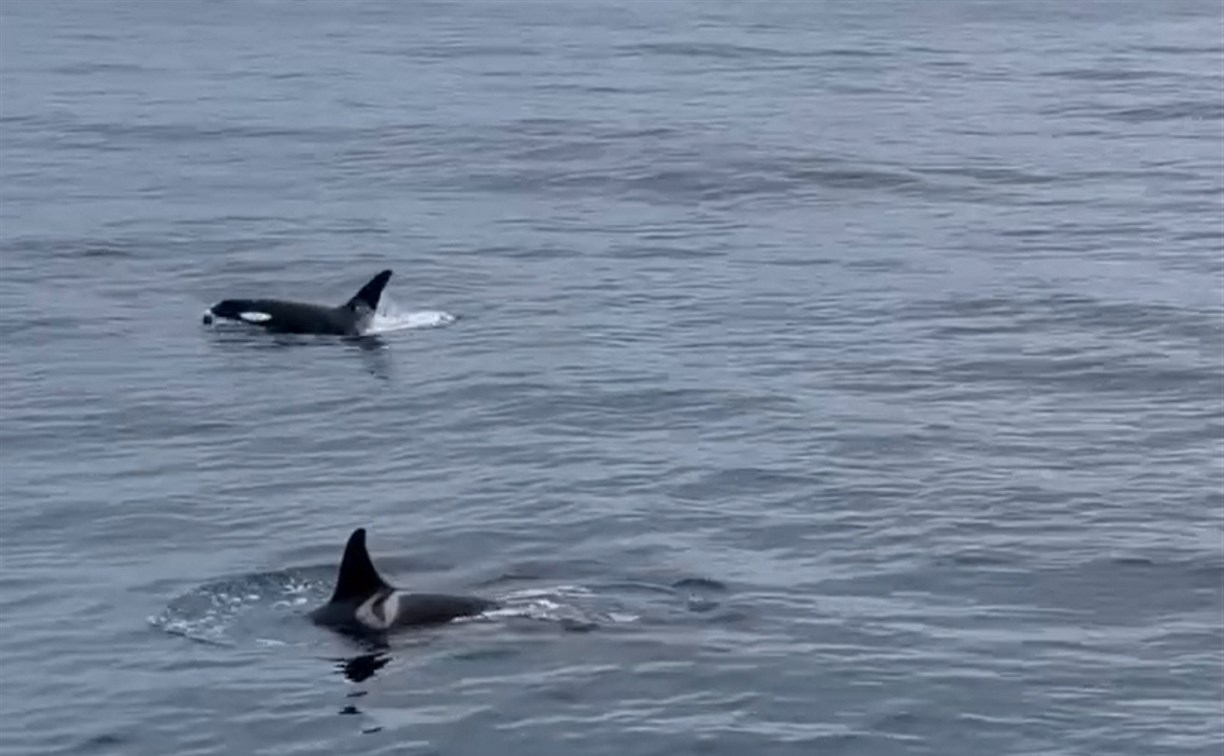 "Дамы и господа, прямо по курсу косатки": киты у Курил удивили гостей дорогого круизного лайнера