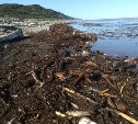 В Макарове пляж завалило горами мусора, перемешанного с дохлой рыбой