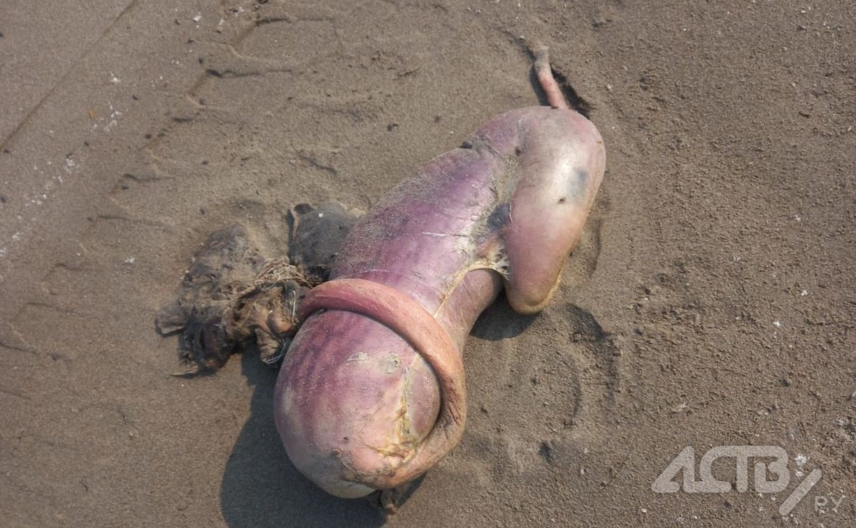 Жуткое зрелище: сахалинка обнаружила на берегу нечто, похожее на эмбрион