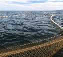 Вылов рыбы на Сахалине вырос более чем на 10% за первый квартал