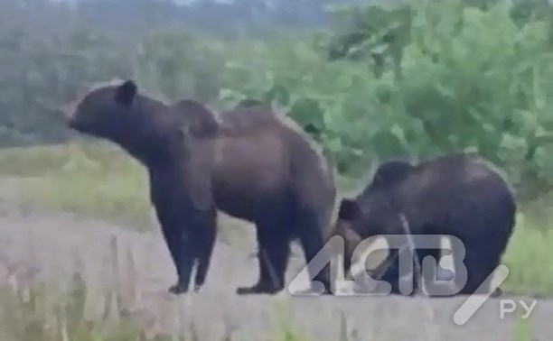 Три медведя вышли к селу Хоэ на севере Сахалина