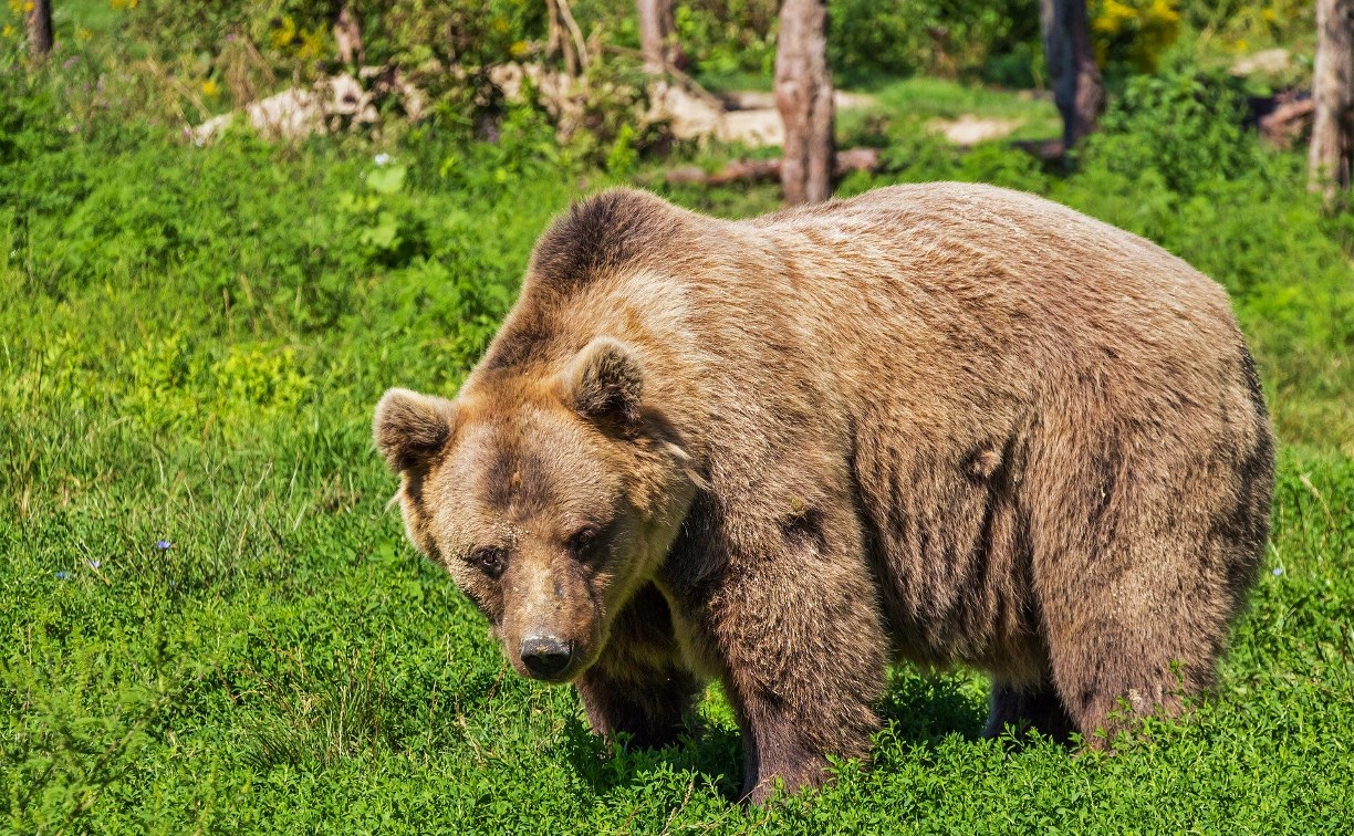 Сахалинцы сообщили о выходе медведя к автобусной остановке в дачном поселке