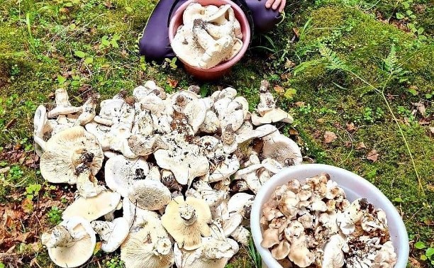 На Сахалине "грибной бум": островитяне вывозят маслята и шампиньоны мешками