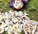На Сахалине "грибной бум": островитяне вывозят маслята и шампиньоны мешками