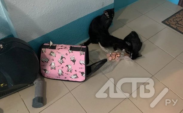 В Южно-Сахалинске неизвестные ночью подбросили в подъезд кошку с котятами, но попали на камеру