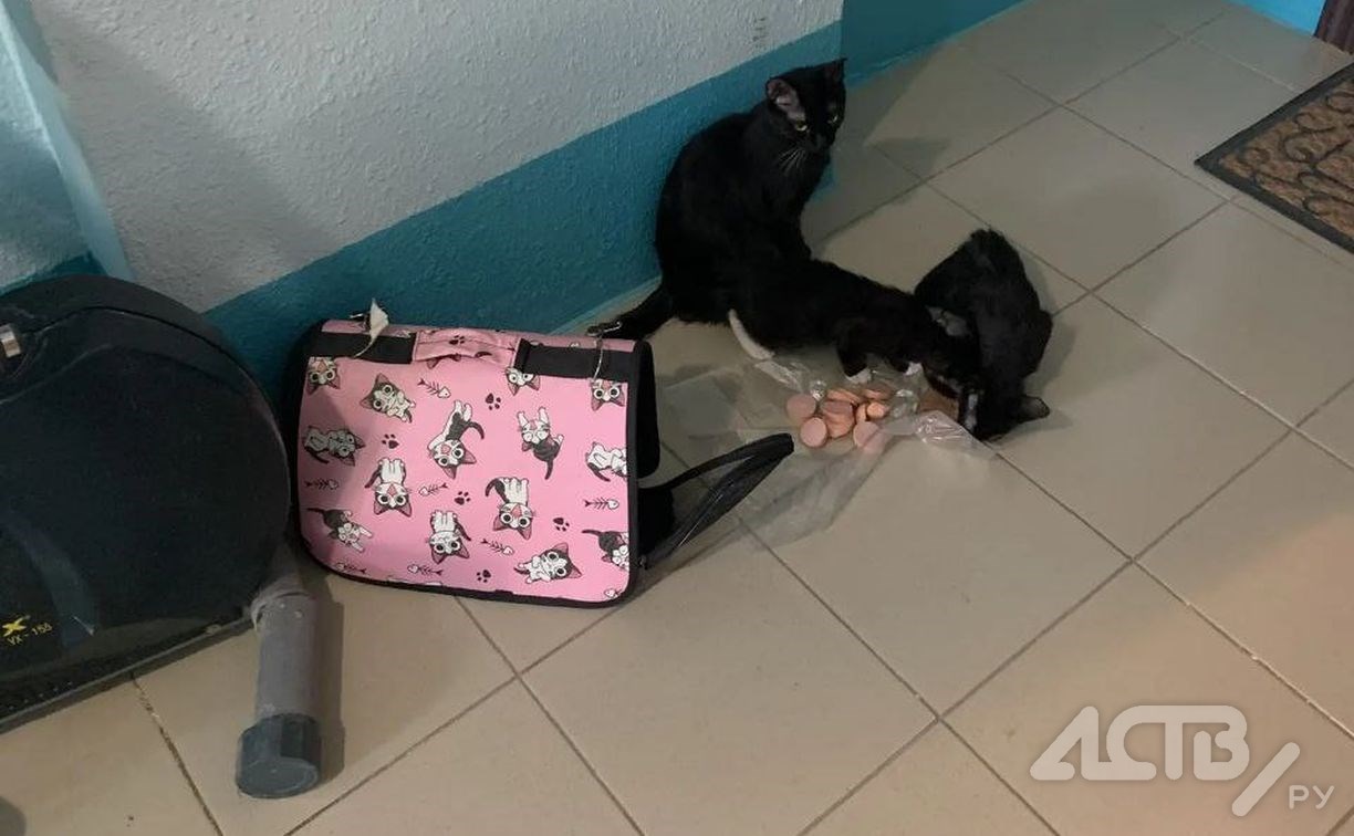 В Южно-Сахалинске неизвестные ночью подбросили в подъезд кошку с котятами, но попали на камеру