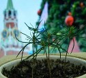 «Детям Азии» вручили семена от кремлёвской ёлки