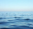 Не просто фугу: сахалинские воды подарили науке новый вид - "узорчатую собаку-рыбу"