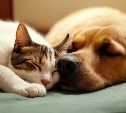 Сахалинцев, которые не регистрируют домашних животных, предложили наказывать