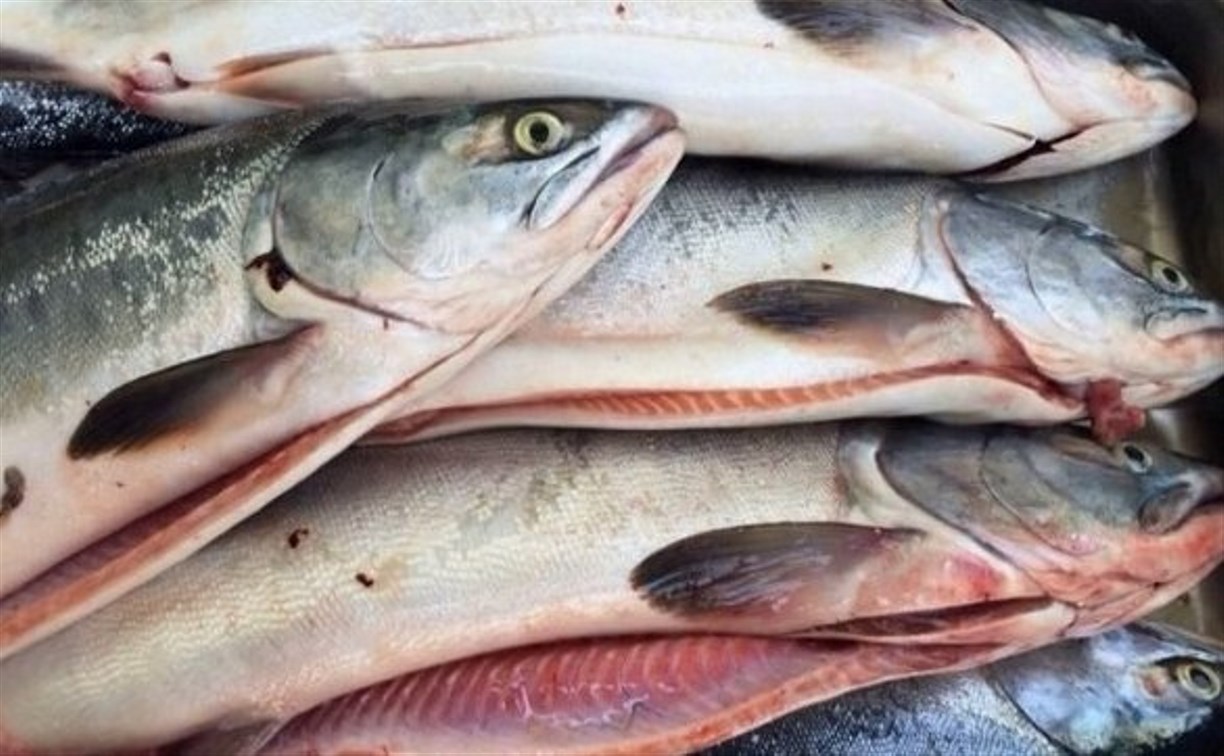 На Сахалине под суд пойдет браконьер, который напорол 7,5 кг икры, а рыбу выбросил в реку