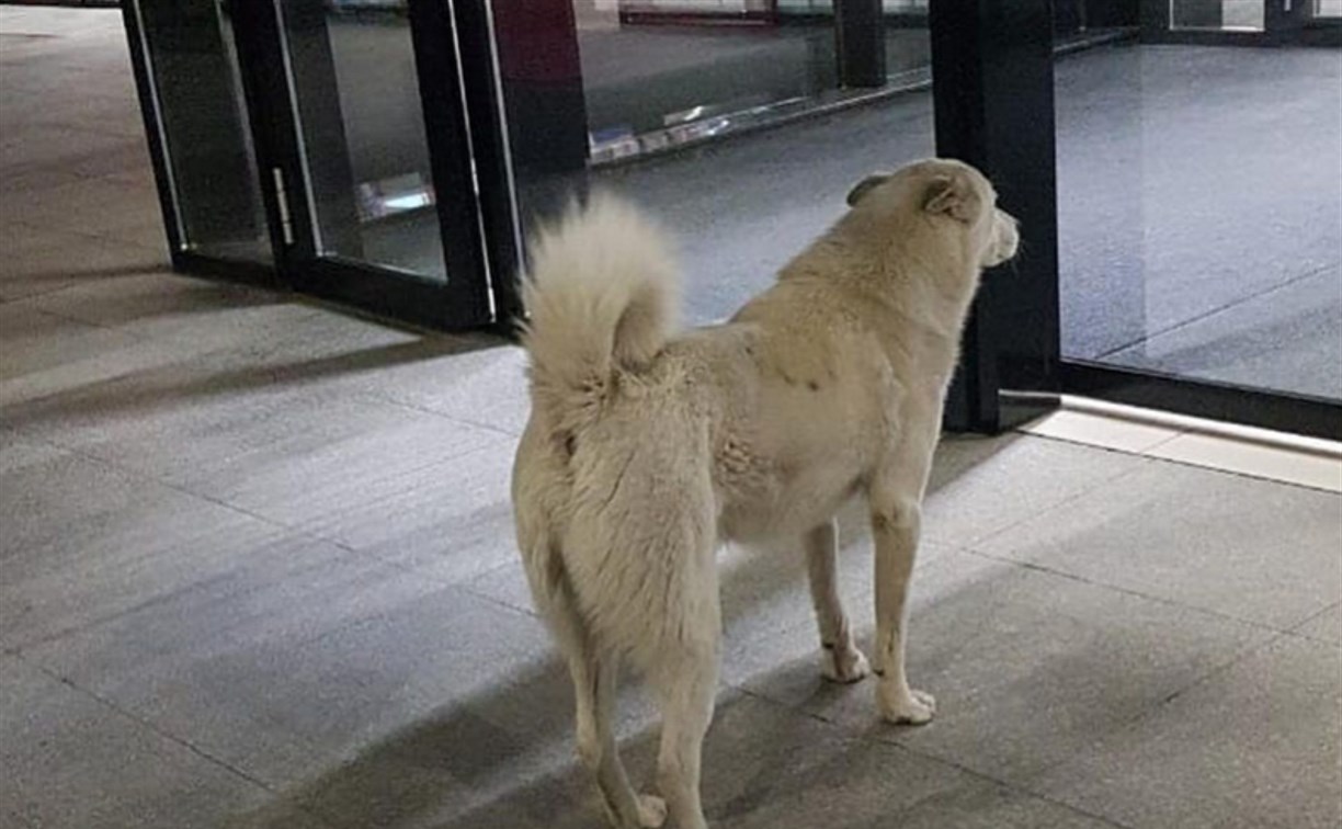 Сахалинец нашел своего пса спустя несколько месяцев разлуки