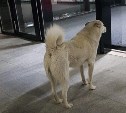 Сахалинец нашел своего пса спустя несколько месяцев разлуки
