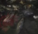 Жители Углегорска смыли в унитаз килограммы наваги 