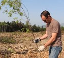 Южносахалинцы спасли от вырубки несколько десятков деревьев
