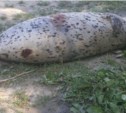 На берегу реки в пригороде Южно-Сахалинска обнаружен морской котик (ФОТО)