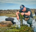 Из сахалинских водорослей будут делать лекарства, косметику и эко-упаковку