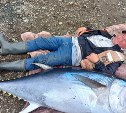 Гигантского тунца тянули трое мужчин на двух лодках в Холмске 
