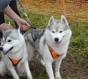 Весенняя эстафета для спортсменов с собаками пройдет в Корсаковском районе