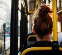 Бесплатный проезд на общественном транспорте хотят ввести для студентов