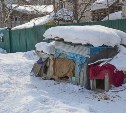 В Южно-Сахалинске отловили агрессивных собак, для которых жители построили будки