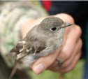 Орнитологи изучили птиц центрального Сахалина (ФОТО)