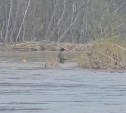 На Лютоге браконьеры выгребают симу бреднем, а участка под любительское рыболовство там пока нет 
