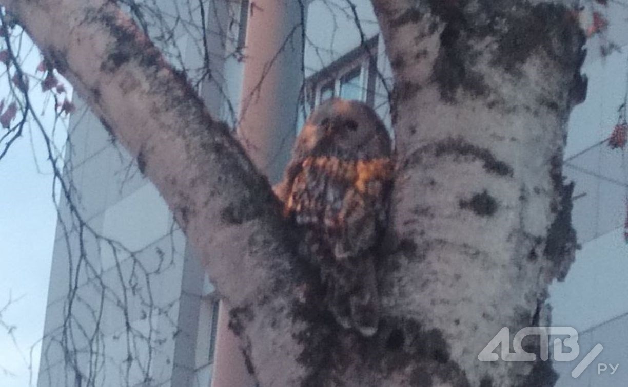 Вороны атаковали сову в центре Южно-Сахалинска