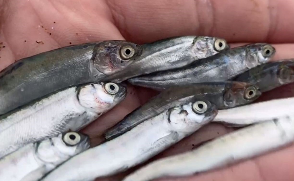 Молодь лосося выбросило на побережье Сахалина