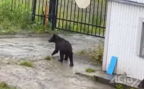 На Сахалине работник предприятия окатил кипятком медведя, который пытался залезть в окно