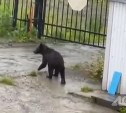 На Сахалине работник предприятия окатил кипятком медведя, который пытался залезть в окно