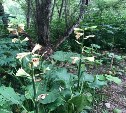 Сахалинские экологи проиграли "Горному воздуху" в споре за краснокнижные растения