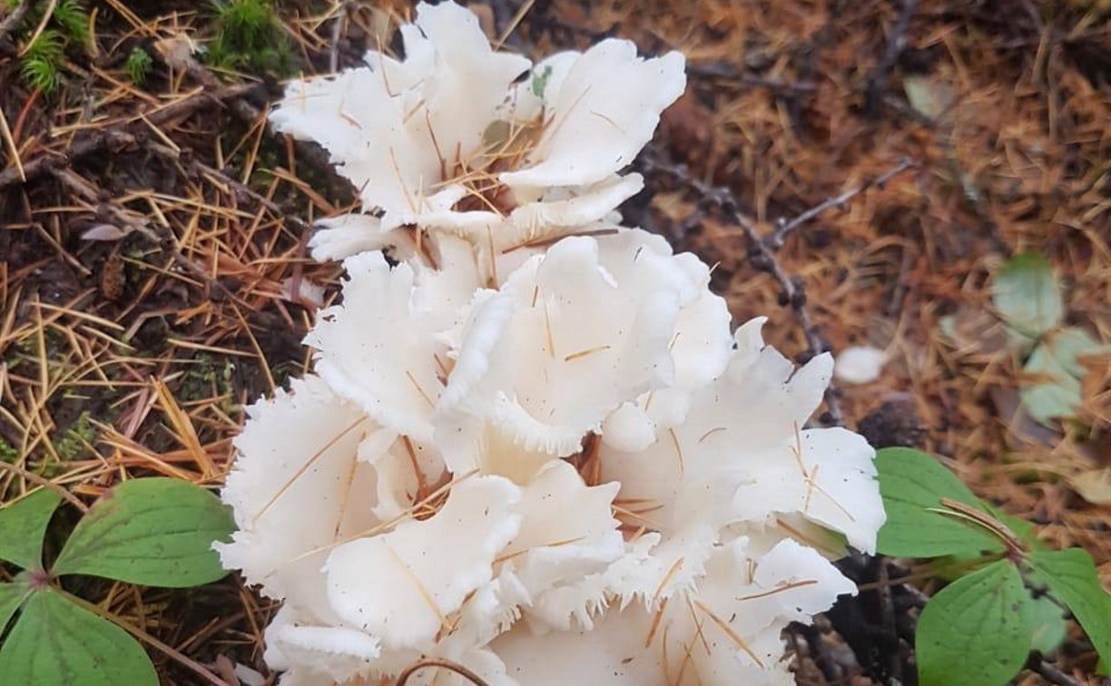 Сахалинцы наткнулись в лесу на необычайно редкий гриб