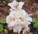 Сахалинцы наткнулись в лесу на необычайно редкий гриб