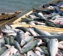 Более 255 тонн свежей рыбы реализовано в Сахалинской области