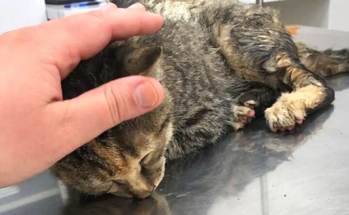 Истощённого котёнка достали из выхлопной трубы автомобиля в Южно-Сахалинске