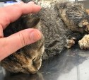 Истощённого котёнка достали из выхлопной трубы автомобиля в Южно-Сахалинске